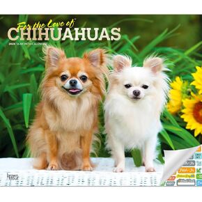 تقويم Chihuahuas 2024 - حزمة تقويم حائط Chihuahuas الفاخرة 2024 مع أكثر من 100 ملصق تقويم (هدايا Chihuahuas، اللوازم المكتبية) in Kuwait