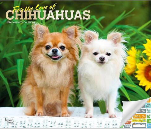 تقويم Chihuahuas 2024 - حزمة تقويم حائط Chihuahuas الفاخرة 2024 مع أكثر من 100 ملصق تقويم (هدايا Chihuahuas، اللوازم المكتبية) in Kuwait