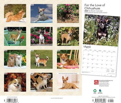 تقويم Chihuahuas 2024 - حزمة تقويم حائط Chihuahuas الفاخرة 2024 مع أكثر من 100 ملصق تقويم (هدايا Chihuahuas، اللوازم المكتبية) in Kuwait