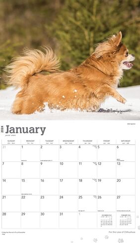 تقويم Chihuahuas 2024 - حزمة تقويم حائط Chihuahuas الفاخرة 2024 مع أكثر من 100 ملصق تقويم (هدايا Chihuahuas، اللوازم المكتبية) in Kuwait
