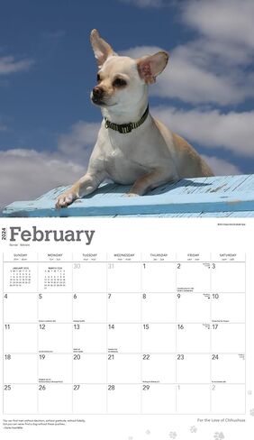 تقويم Chihuahuas 2024 - حزمة تقويم حائط Chihuahuas الفاخرة 2024 مع أكثر من 100 ملصق تقويم (هدايا Chihuahuas، اللوازم المكتبية) in Kuwait