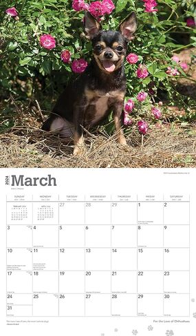 تقويم Chihuahuas 2024 - حزمة تقويم حائط Chihuahuas الفاخرة 2024 مع أكثر من 100 ملصق تقويم (هدايا Chihuahuas، اللوازم المكتبية) in Kuwait