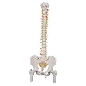 3B Scientific A58/1 Classic Flexible Spine male - 3B Smart Anatomy