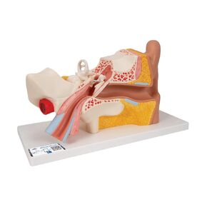 3B Scientific E11 Giant Ear-Advanced Version 3x life size 6 part - 3B Smart Anatomy