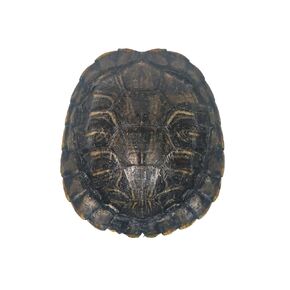 3-4" Red Ear Turtle Shell (227GS-0304) 10UB