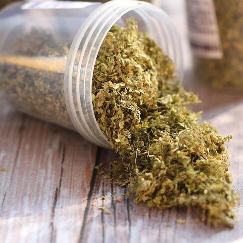 Warmtree مصغرة أوراق محاكاة نموذج أوراق مشهد لDiorama لوازم التضاريس نموذج عدة طاولة الرمل محاكاة المناظر الطبيعية لعبة الحرب المنمنمات حديقة الجنية in Kuwait