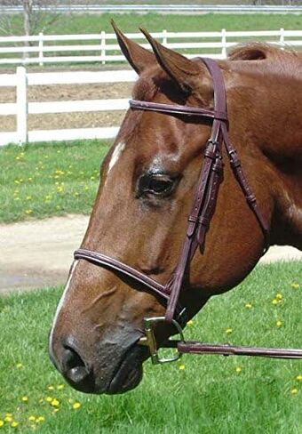 Everyday Raised Fancy Stitched Leather English Schooling Bridle with Laced Reins in Kuwait
