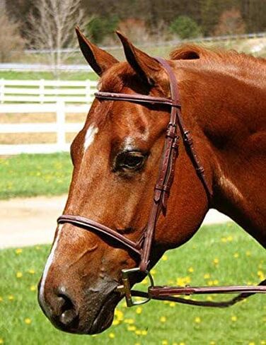 Everyday Raised Fancy Stitched Leather English Schooling Bridle with Laced Reins in Kuwait