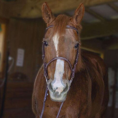 Everyday Raised Fancy Stitched Leather English Schooling Bridle with Laced Reins in Kuwait