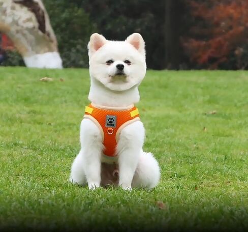 Dog Harness for Small Medium Dogs,No Pull Puppy Harness and Leash Set, Step in Vest Harness for Small Dogs,Adjustable Mesh Dog Harness Puppy Kittens (Orange, L) in Saudi Arabia
