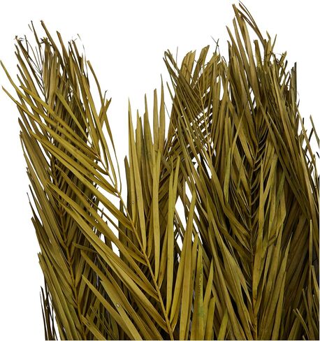 Deco 79 Dried Plant Palm Leaf Natural Foliage with Feather Inspired Stems, 4" x 1" x 43", Green in Saudi Arabia