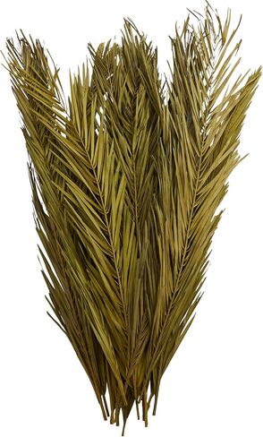 Deco 79 Dried Plant Palm Leaf Natural Foliage with Feather Inspired Stems, 4" x 1" x 43", Green in Saudi Arabia