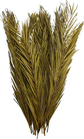 Deco 79 Dried Plant Palm Leaf Natural Foliage with Feather Inspired Stems, 4" x 1" x 43", Green in Saudi Arabia