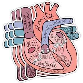(3pcs) Anatomical Heart Sticker, Nurse Stickers, Heart Health Stickers, CHD Awareness, Heart Surgery, EMS Stickers, Funny Medical Stickers