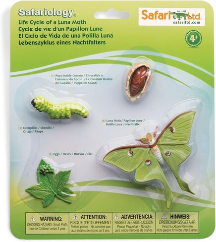 Safari Ltd. دورة حياة فراشة لونا - تماثيل ألعاب تعليمية واقعية - مجموعة دورة حياة الحشرات المصغرة للأولاد والبنات والأطفال من سن 4 سنوات فما فوق in Saudi Arabia