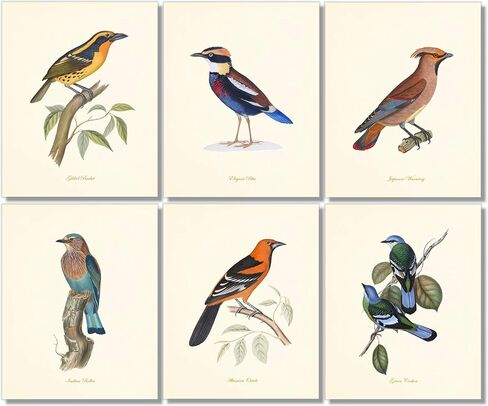 Vintage Bird Art Prints - Wall Decor - Audubon Birds - Bird Lover Gift - Giclee Printed Artwork - Set of 9 - Unframed (5x7) in Saudi Arabia
