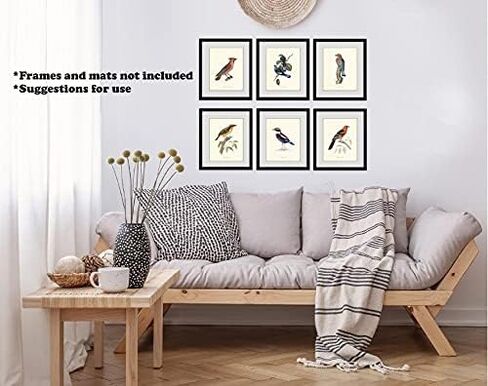 Vintage Bird Art Prints - Wall Decor - Audubon Birds - Bird Lover Gift - Giclee Printed Artwork - Set of 9 - Unframed (5x7) in Saudi Arabia