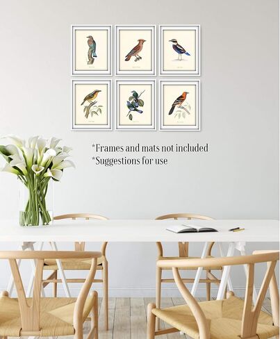 Vintage Bird Art Prints - Wall Decor - Audubon Birds - Bird Lover Gift - Giclee Printed Artwork - Set of 9 - Unframed (5x7) in Saudi Arabia