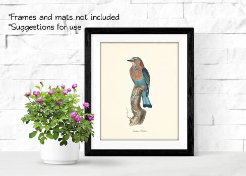 Vintage Bird Art Prints - Wall Decor - Audubon Birds - Bird Lover Gift - Giclee Printed Artwork - Set of 9 - Unframed (5x7) in Saudi Arabia