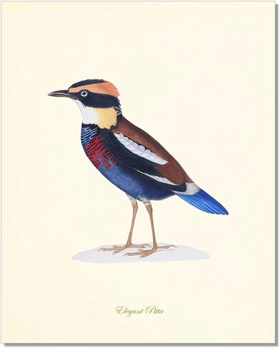 Vintage Bird Art Prints - Wall Decor - Audubon Birds - Bird Lover Gift - Giclee Printed Artwork - Set of 9 - Unframed (5x7) in Saudi Arabia