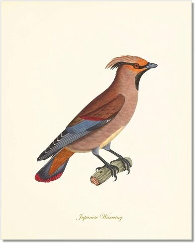 Vintage Bird Art Prints - Wall Decor - Audubon Birds - Bird Lover Gift - Giclee Printed Artwork - Set of 9 - Unframed (5x7) in Saudi Arabia