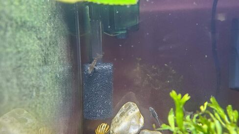 Bluecell 12pcs 6 x 3.5cm Black Color Pre-Filter Foam Sponge Roll for Aquarium Fish Tank in Kuwait