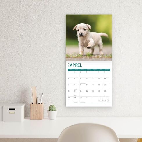 2024 Puppies Monthly Wall Calendar by Bright Day, 12 x 12 Inch Cute Dog Breed Gift in Saudi Arabia