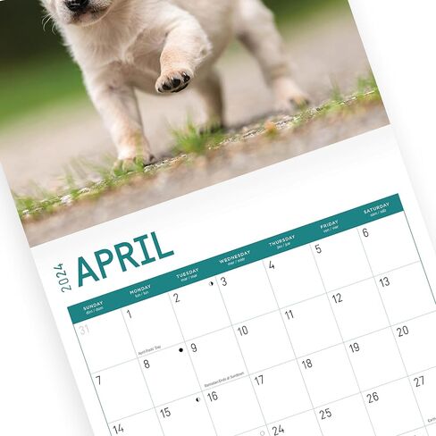 2024 Puppies Monthly Wall Calendar by Bright Day, 12 x 12 Inch Cute Dog Breed Gift in Saudi Arabia