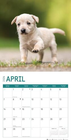 2024 Puppies Monthly Wall Calendar by Bright Day, 12 x 12 Inch Cute Dog Breed Gift in Saudi Arabia