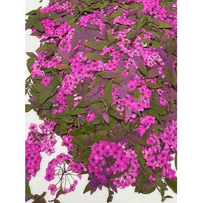 24 pcs Mini Four Leaf Clover Real Natural Dried Pressed Flowers for Resin Scrapbooking DIY Candle Decoration Jewelry Crafts