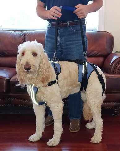Updog Full Body Dog Lifting Harness (Medium) in Saudi Arabia