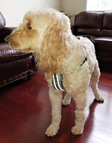 Updog Full Body Dog Lifting Harness (Medium) in Saudi Arabia