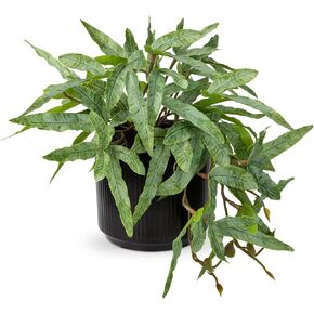 Briful Faux Plants Indoor 9'' Artificial Potted House Plant with Black Ceramic Pot Fake Pteris Cretica Fern Plant for Home Office Room Desk Shelf Decor Indoor(2PACK)