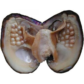 jessie Big Oysters with Plenty of Pearls Inside, 1 PC Cultured Freshwater Oyster Pearl for Jewelry Making or Birthday Gifts (5-7mm)