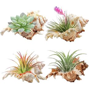 4 Pack 4-5 inches Conch Shells for Decorating air Plant Holders Unique Succulent Pot Betta Fish Tank Decorations Aquarium décor Fish House for Aquarium Beach Theme Party (No Plants)