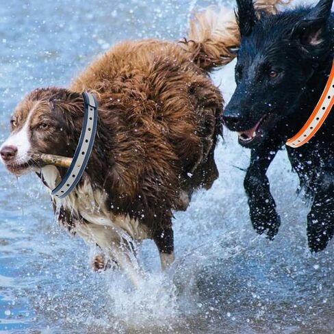 طوق بديل لطوق الصدمات، حزام بديل متوافق مع PaiPaitek، Petsafe، Petspy، Bousnic، Patpet، Delupet، إلخ معظم أجهزة الاستقبال، طوق الكلب لجميع السلالات، عاكس، مقاوم للماء (Pack2) in Kuwait