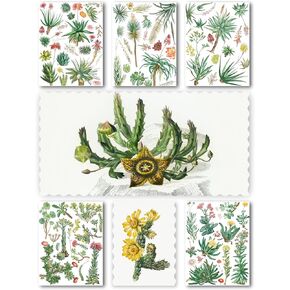 Decoupage Paper Pack (15 Sheets 8"x11") Succulents and Cactus Antique Botannical Book Engraving Illustration HANATABA Vintage Styled Ephemera Pictures for Decoupage Craft and Scrapbooking
