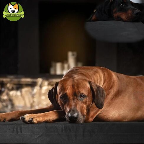 Tough Dog Beds for Aggressive Chewers Resistant and Scratch Proof,Chew Proof Dog Beds Large Sized Dog with Removable Washable Cover,Indestructible Dog Beds for Excessive Chewers Anti Tear,Black in Saudi Arabia