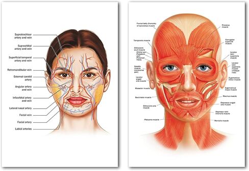 ملصق عضلات شريان الوجه، ملصق جداري من القماش الكتاني لتشريح الوجه لديكور عيادة المستشفى، ملصق فني لأوعية الوجه، صور المستشفى، طباعة فنية مفصلة 16 × 24 بوصة بدون إطار in Kuwait