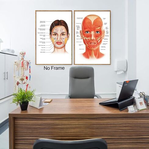 ملصق عضلات شريان الوجه، ملصق جداري من القماش الكتاني لتشريح الوجه لديكور عيادة المستشفى، ملصق فني لأوعية الوجه، صور المستشفى، طباعة فنية مفصلة 16 × 24 بوصة بدون إطار in Kuwait