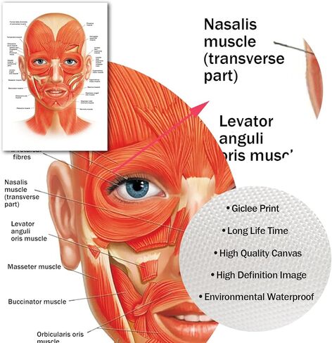 ملصق عضلات شريان الوجه، ملصق جداري من القماش الكتاني لتشريح الوجه لديكور عيادة المستشفى، ملصق فني لأوعية الوجه، صور المستشفى، طباعة فنية مفصلة 16 × 24 بوصة بدون إطار in Kuwait