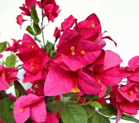 Wholesale Bulk 100pcs - 30inches Artificial Bougainvillea Silk Flower Branches Full Blossom Long Flowers Stems for Wedding Home Garden Event Decoration (Fuchsia - Pack of 100) in Saudi Arabia