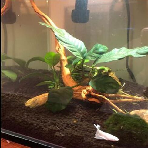 Natural Aquarium Driftwood Tropical Fish Plant Habitat Decor Vary Sizes, 2 Pcs Set (Medium) in Saudi Arabia