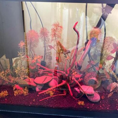 Natural Aquarium Driftwood Tropical Fish Plant Habitat Decor Vary Sizes, 2 Pcs Set (Medium) in Saudi Arabia