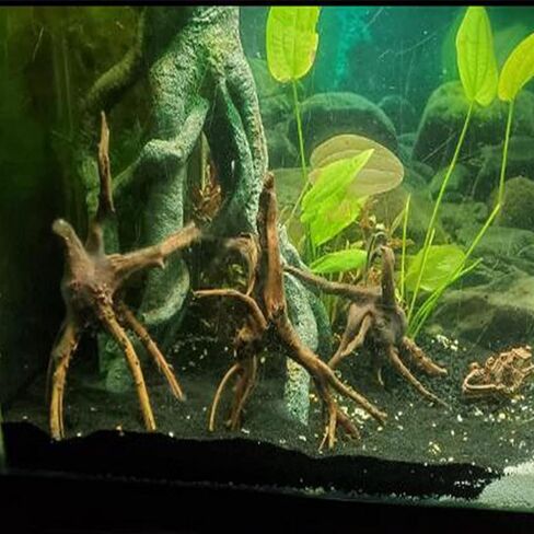 Natural Aquarium Driftwood Tropical Fish Plant Habitat Decor Vary Sizes, 2 Pcs Set (Medium) in Saudi Arabia