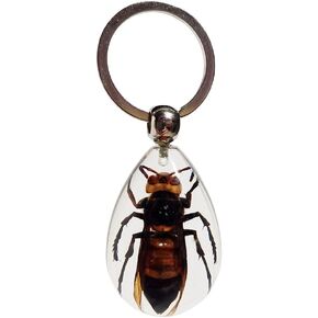 KeyChain With Real Insect Specimens, Animal Taxidermy Collection, KeyRing Crafts