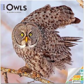 تقويم البوم 2024 - حزمة تقويم حائط البوم الفاخرة 2024 مع أكثر من 100 ملصق تقويم (هدايا البوم، لوازم المكتب) in Kuwait