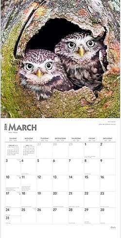 تقويم البوم 2024 - حزمة تقويم حائط البوم الفاخرة 2024 مع أكثر من 100 ملصق تقويم (هدايا البوم، لوازم المكتب) in Kuwait