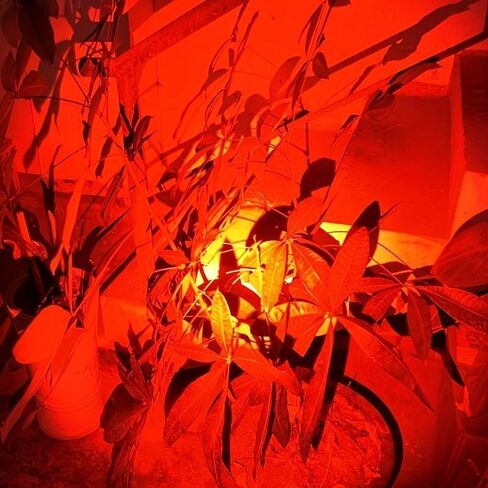 Red LED Pen Flashlights, Mini, Waterproof Pocket Flashlight with Clip, Small Red Light Flashlights for Work,Astronomy, Aviation, Night Observation (3 Pack Red Light) in Kuwait