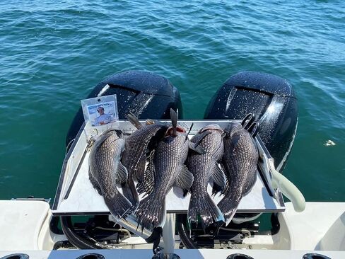UMT Sea Bass Hi/Lo Saltwater Fishing Rigs 1, 5 &10 Pack, 3/0 Bait Hook, 60lb Heavy Duty Mono, 80lb Swivel & Sinker Loop, Hand Tied for Fluke Porgy Snapper Croaker Sea Trout Tautog Spot Pompano in Kuwait